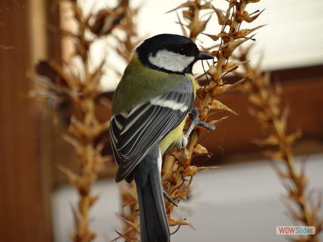 Mésange charbonnière